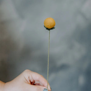 Felt Craspedia