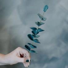 Load image into Gallery viewer, Felt Eucalyptus