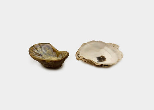 Oyster Cup - Abalone Tortoise